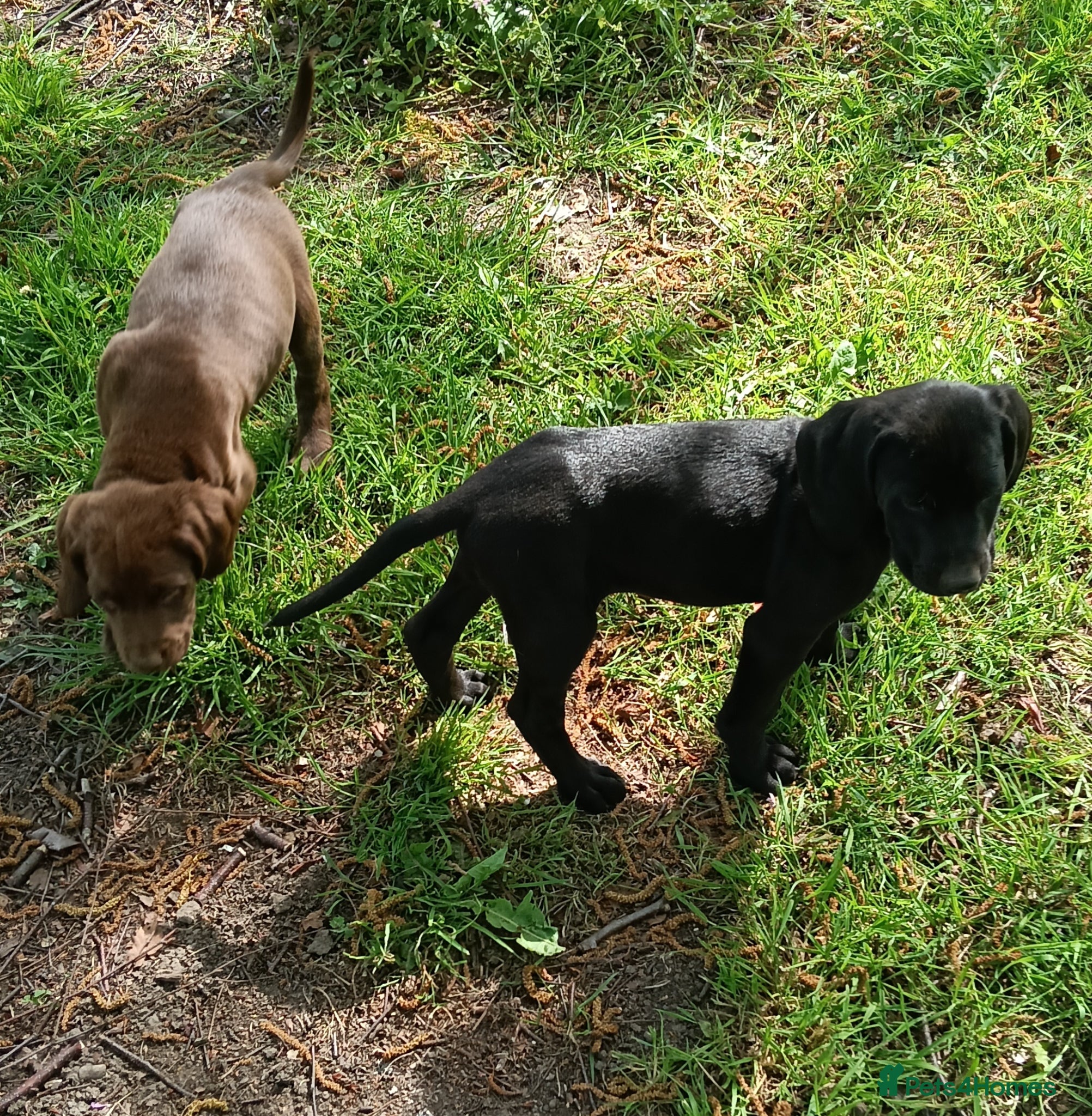 Pointer dogs HPR Puppies - Friendly ready Soon - Advert 1