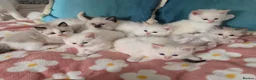 Ragdoll cats for sale: GCCF registered Ragdoll kittens  - Advert 6