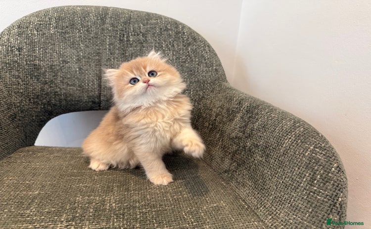 British Longhair cats - Advert 4