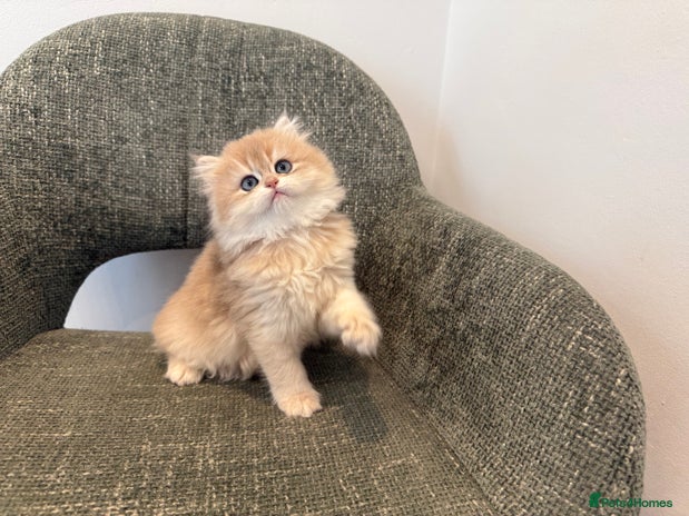 British Longhair cats - Advert 4