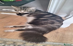 Norwegian Forest Cat cats for sale: Norwegian forest kittens - Image 13