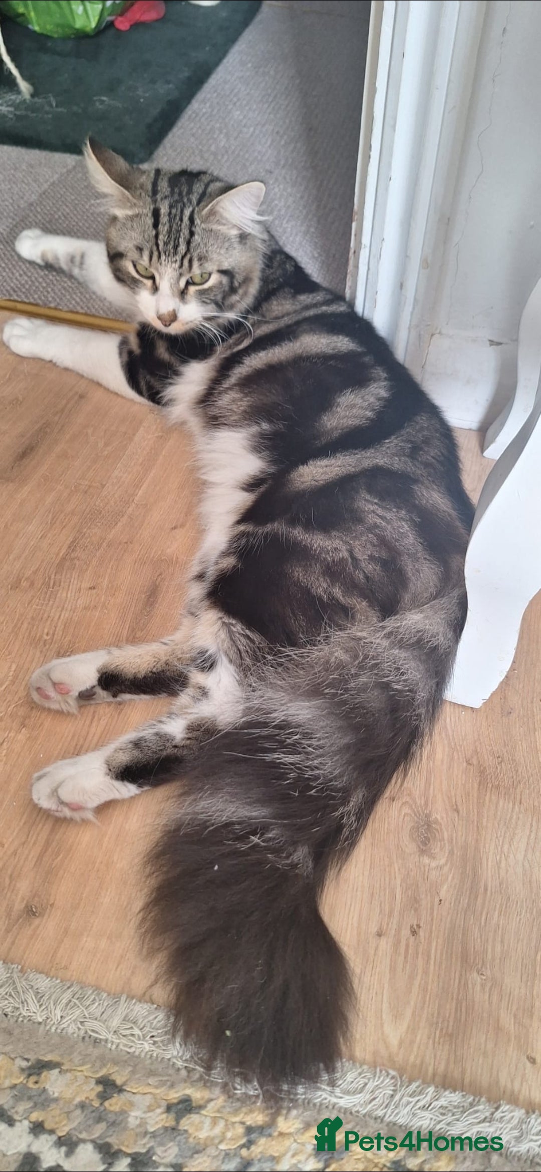Norwegian Forest Cat cats for sale: Norwegian forest kittens - Image 13
