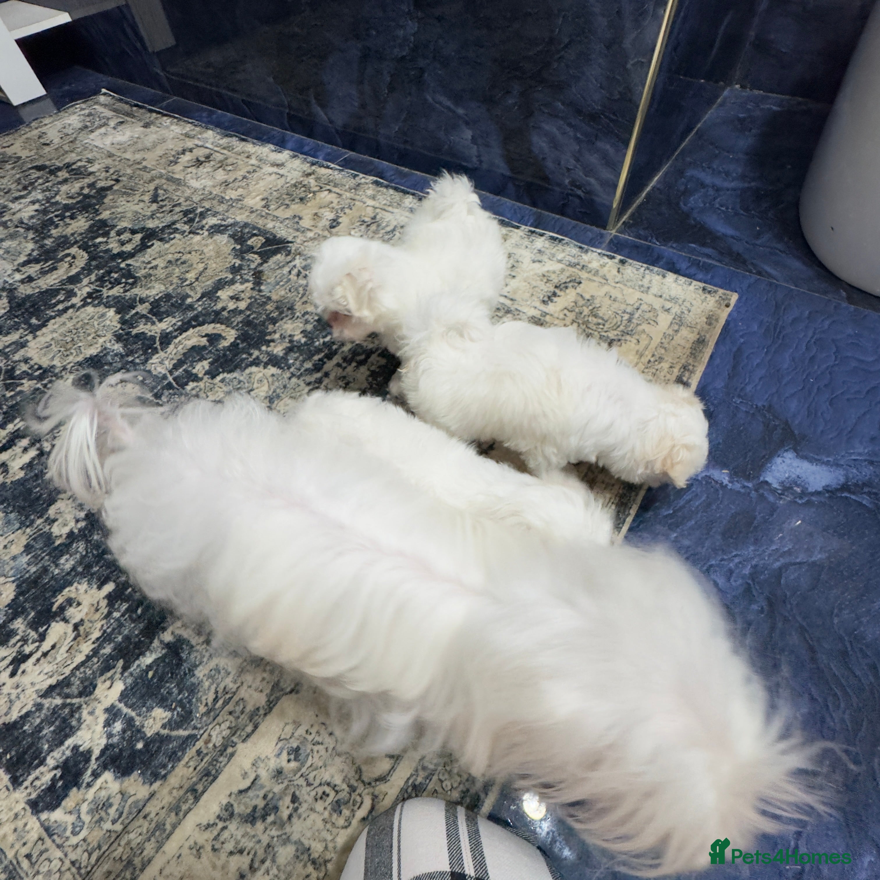Maltese dogs Korean Maltese puppy’s available  - Advert 3