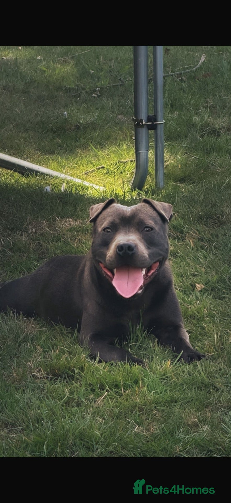 Staffordshire Bull Terrier dogs Stunning proven Staffy stud dog  - Advert 1