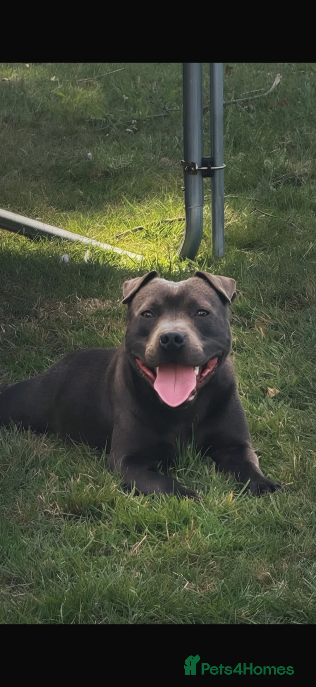 Staffordshire Bull Terrier dogs for stud: Stunning proven Staffy stud dog  - Advert 1