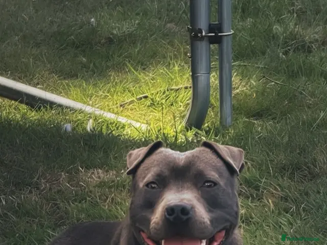 Staffordshire Bull Terrier dogs Stunning proven Staffy stud dog - Advert 2