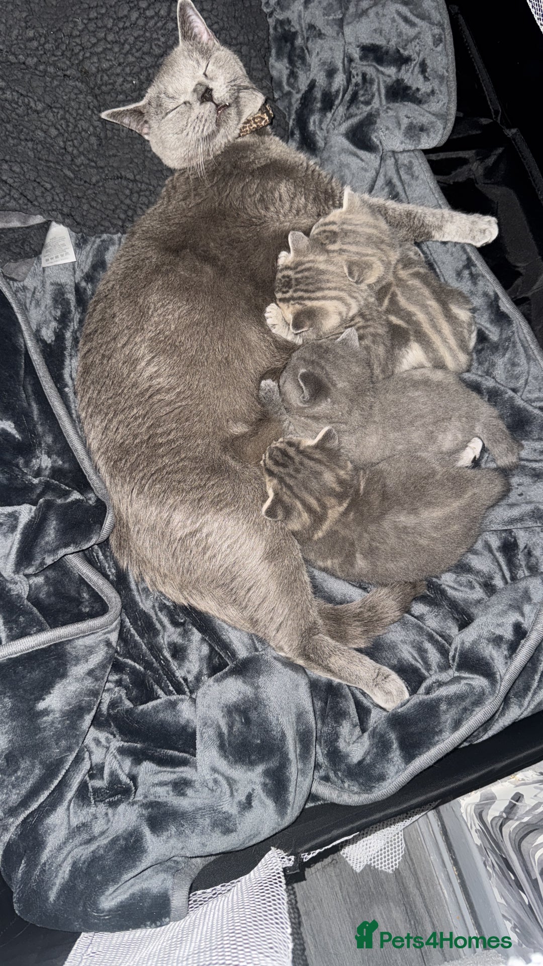 British Shorthair cats for sale: 👉 British Shorthair Kittens – Ready 14 Feb - Advert 9