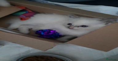 Ragdoll cats - Advert 13