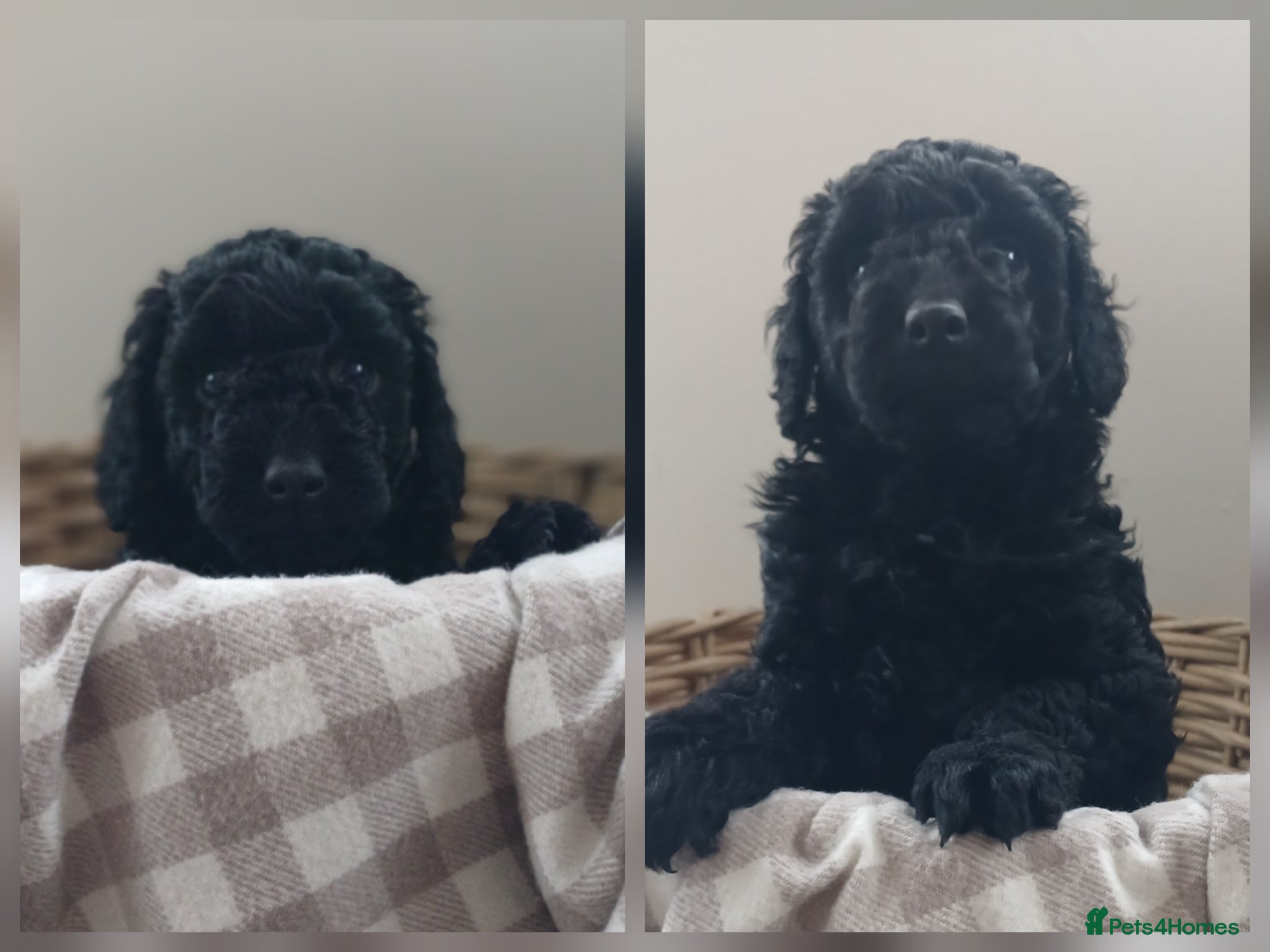 Labradoodle dogs ✨️F1bb miniture labradoodles✨️ - Advert 1