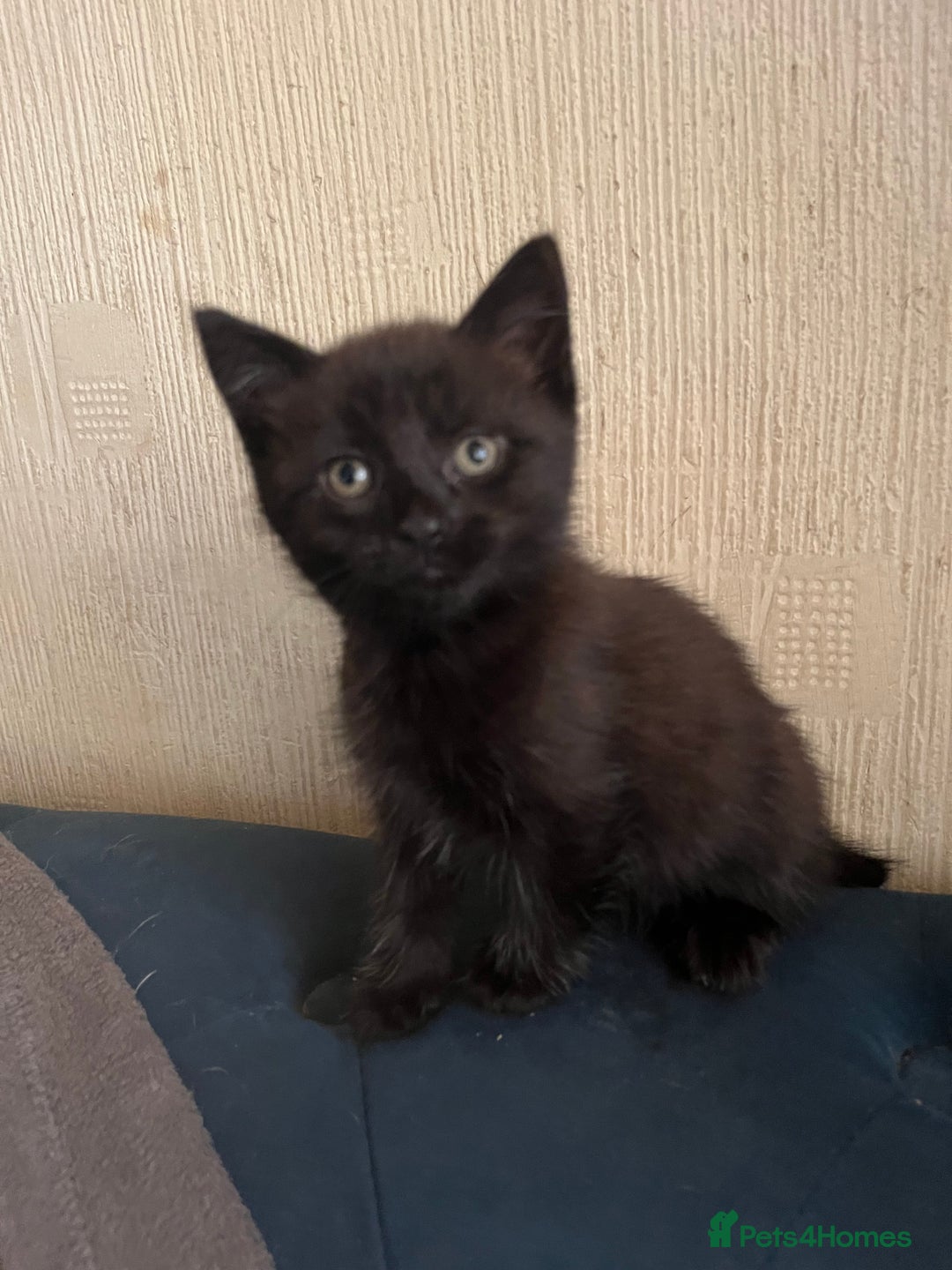 Domestic Shorthair cats for sale: Shorthair Kittens - Image 4
