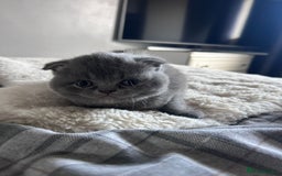 Scottish Fold cats for sale: **AVAILABLE NOW** Scottish fold kittens  - Image 18