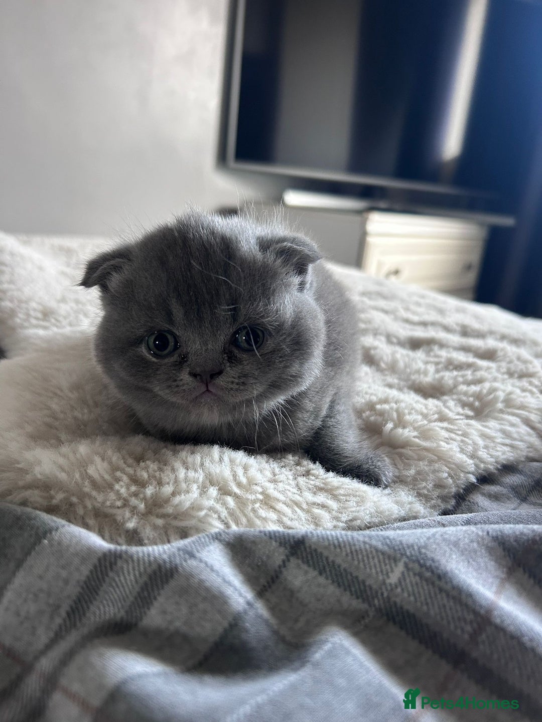 Scottish Fold cats for sale: **AVAILABLE NOW** Scottish fold kittens  - Image 18