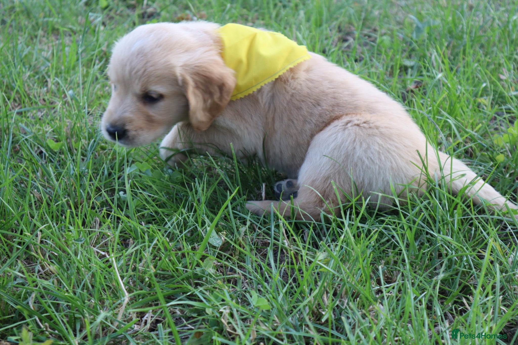 Golden Retriever dogs 💛💛 Miss Yellow available 💛💛  - Advert 2