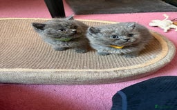British Shorthair cats for sale: British Blue Shorthair kittens for sale - Image 4