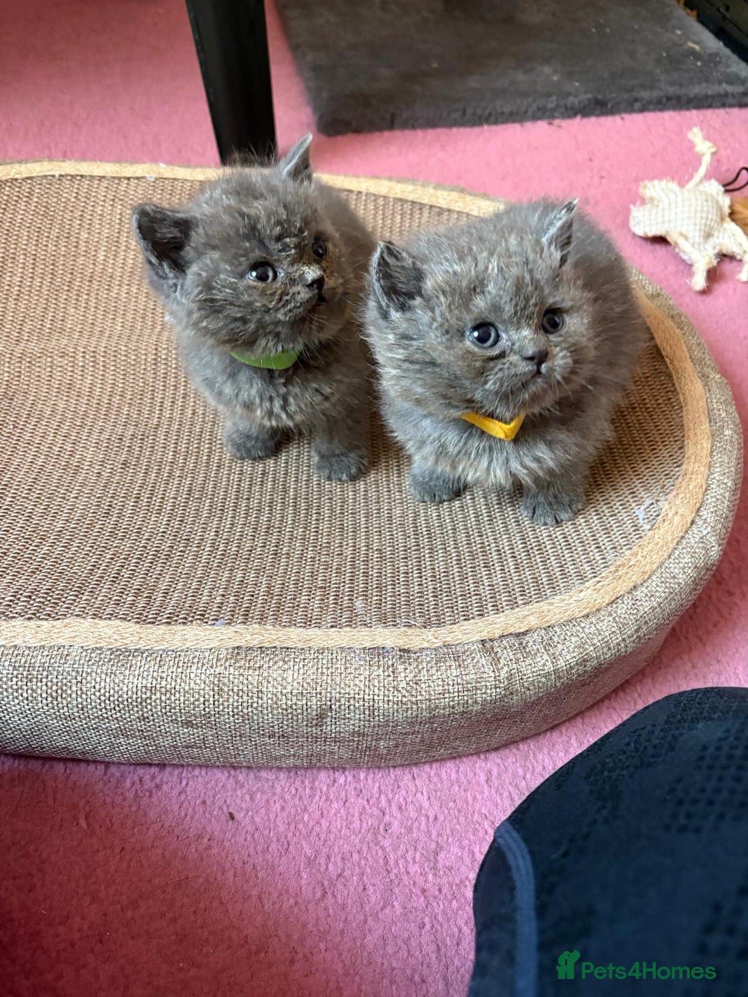British Shorthair cats for sale: British Blue Shorthair kittens for sale - Image 4