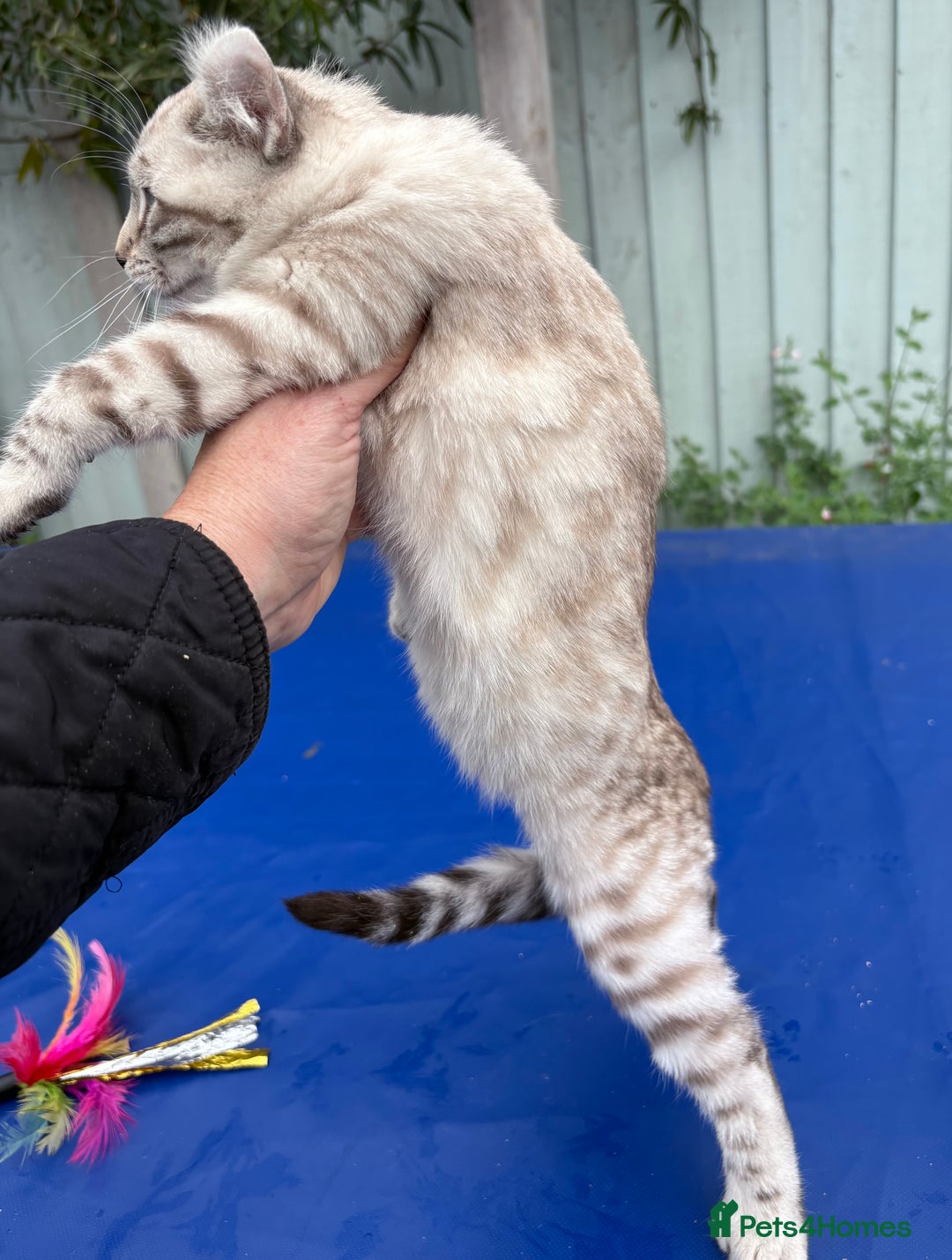 Savannah cats for sale: Breath taking wild looking girl  - Image 6