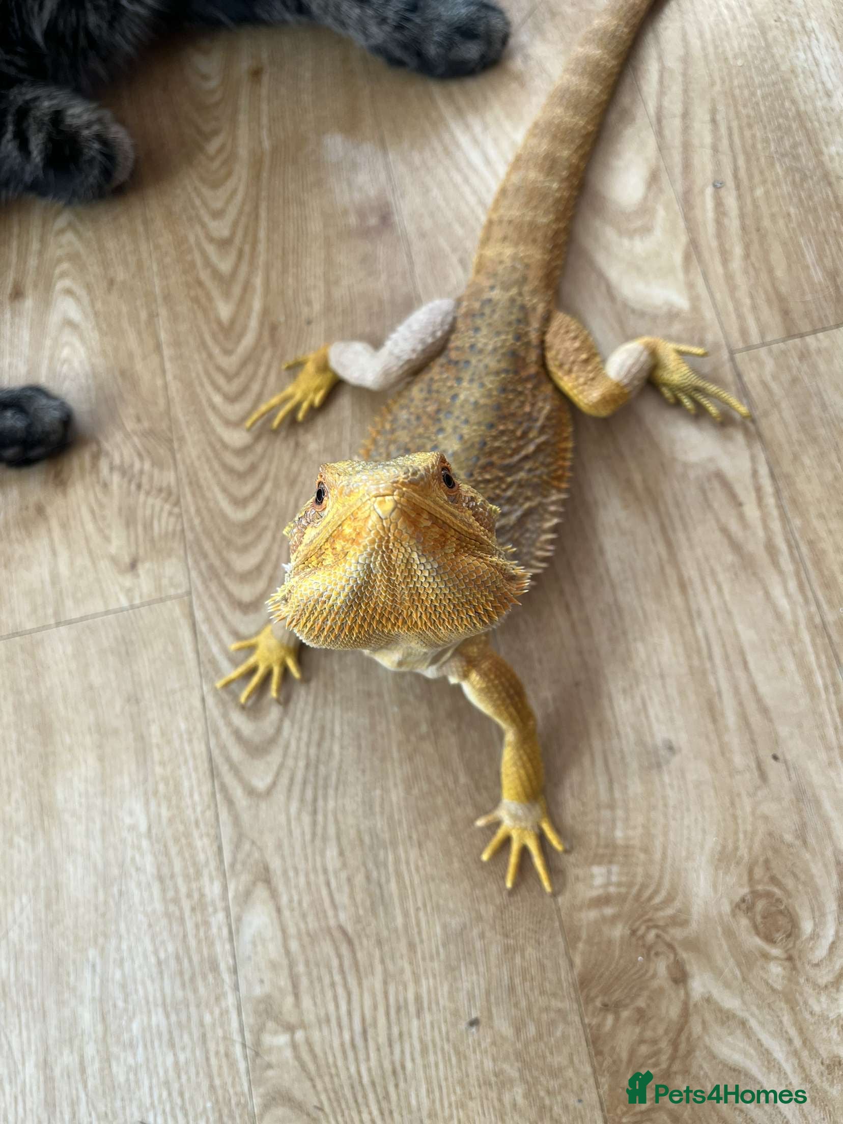 Bearded Dragon reptiles Winston the bearded dragon - Advert 1