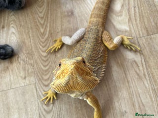 Bearded Dragon reptiles Winston the bearded dragon - Advert 3
