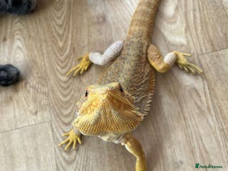 Bearded Dragon reptiles Winston the bearded dragon - Advert 2