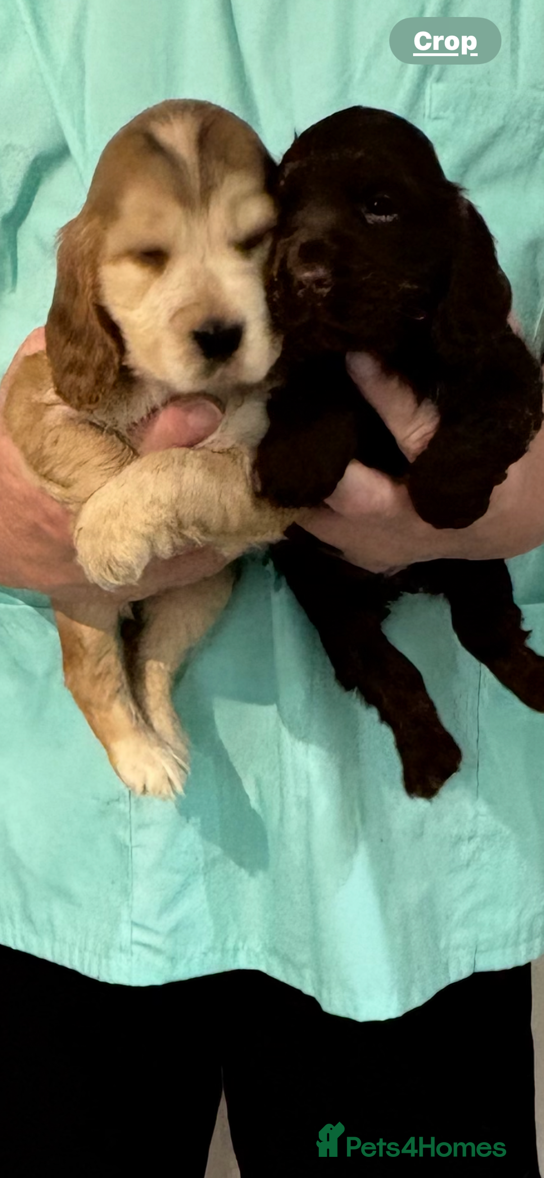 Cocker Spaniel dogs for sale:  Show Cocker spaniel puppies - Image 6