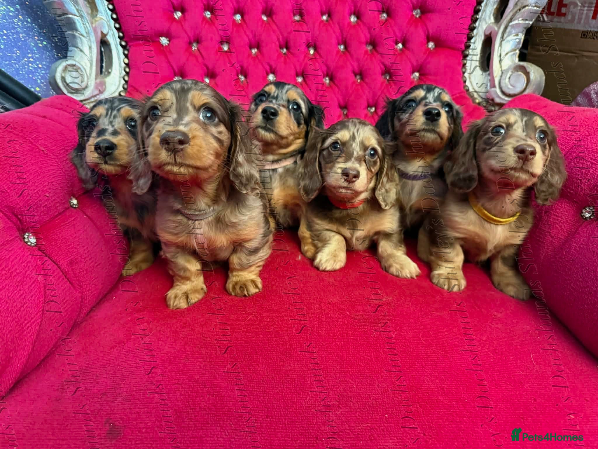 Miniature Dachshund dogs Last Silver Dapple Lh Mini Dachshunds KC Reg  - Advert 8