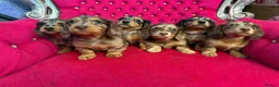 Miniature Dachshund dogs for sale: Ready to leave now. Silver Dapple Longhaired Minis - Advert 15
