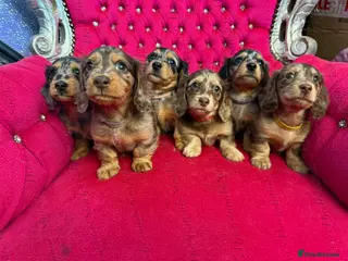 Miniature Dachshund dogs Last Silver Dapple Lh Mini Dachshunds KC Reg - Advert 8