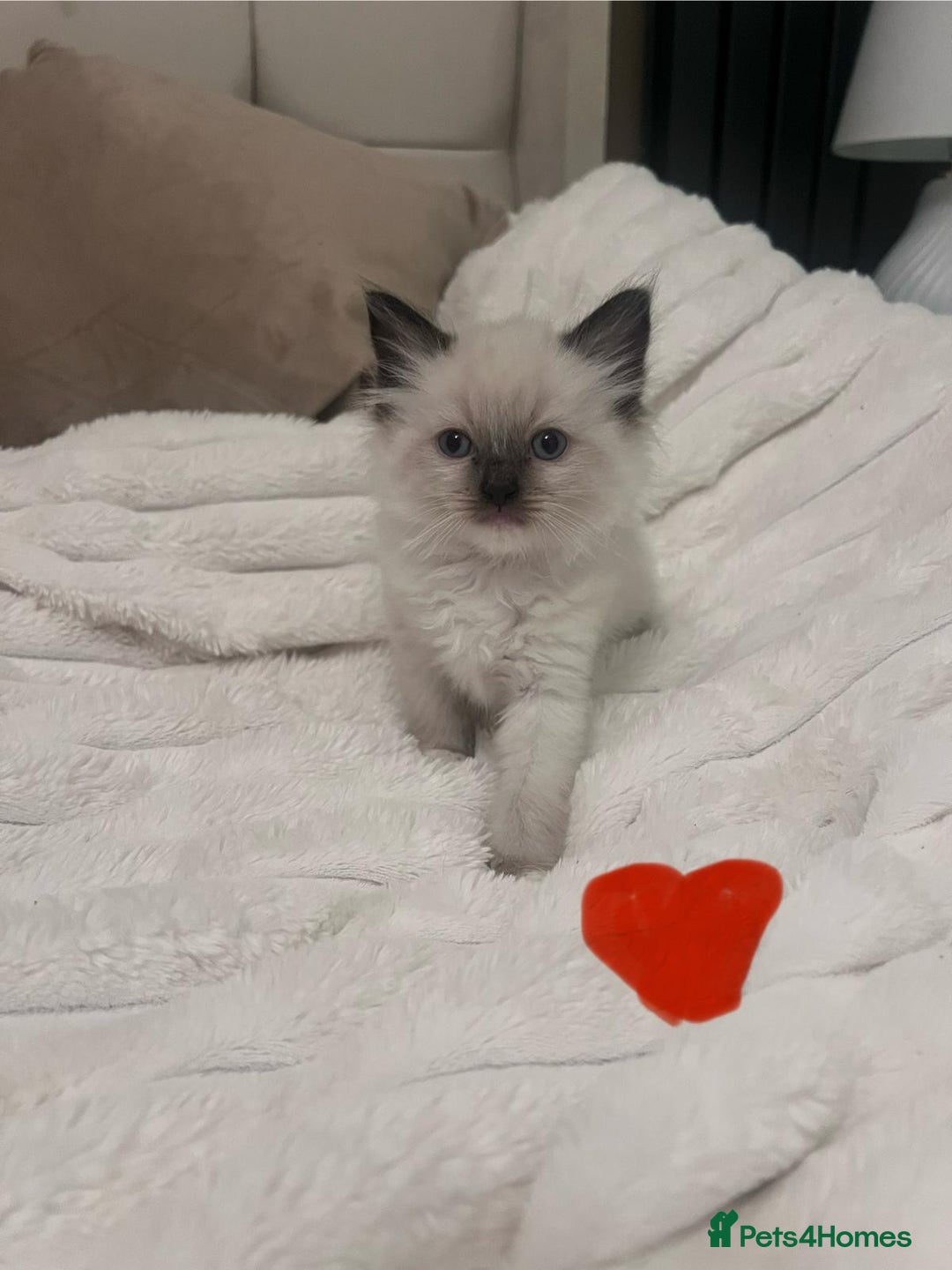Ragdoll cats for sale: 4 gorgeous Ragdoll kittens for sale - Advert 26