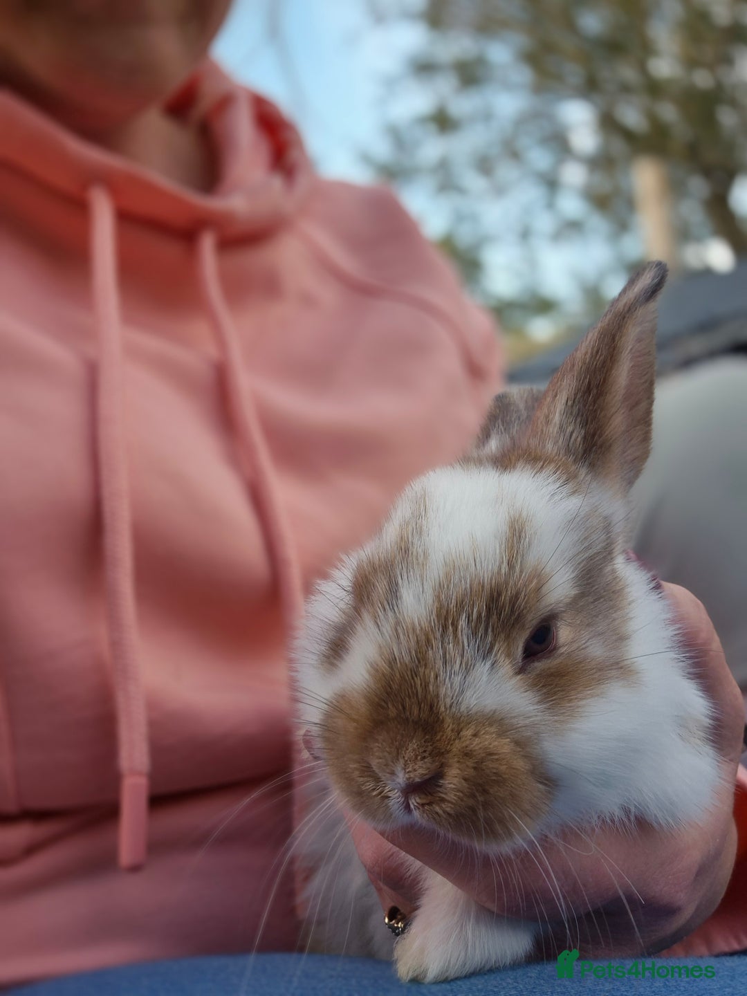 Mini Lop rabbits for sale: Beautiful mini lop cross rex kits  - Image 13