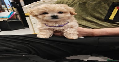 Maltipoo dogs - Advert 11