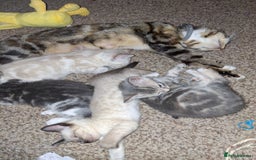 Mixed Breed cats for sale: Gorgeous and rare colour kittens 8weeks ready now - Image 6