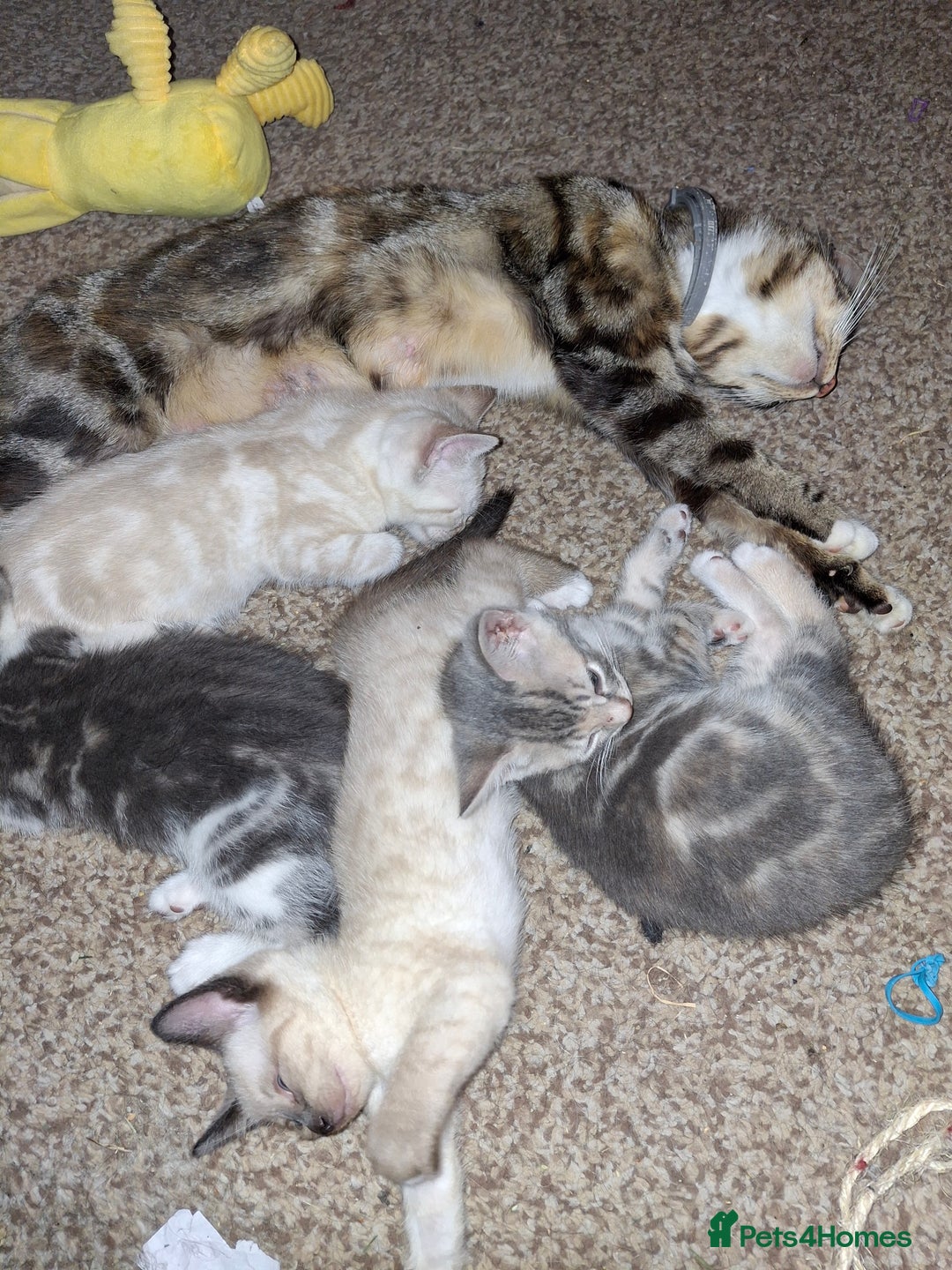 Mixed Breed cats for sale: Gorgeous and rare colour kittens 8weeks ready now - Image 6