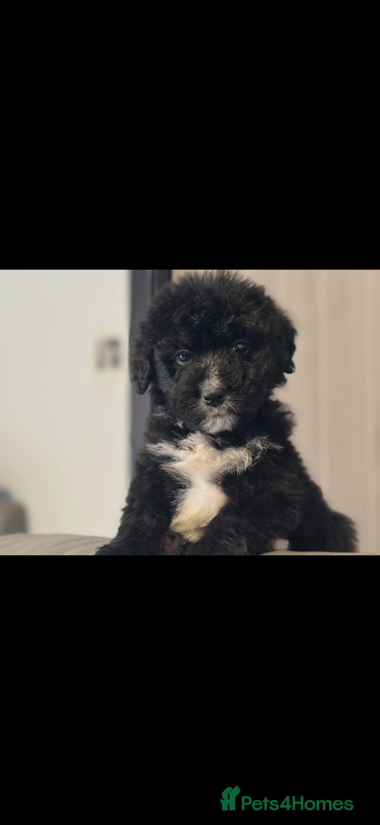 Bernedoodle dogs F1 STANDARD BERNADOODLE VACCINATED FULL VET CHECK - Advert 17