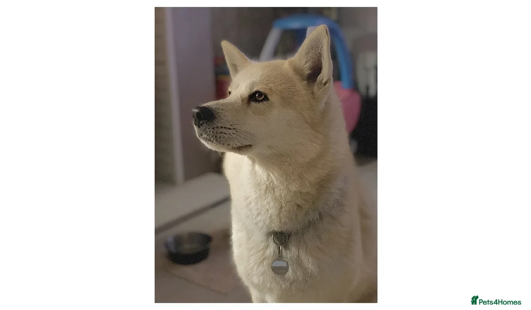 Pomsky dogs for stud: Pomsky for STUD Beautiful Husky markings in Sittingbourne - Advert 15
