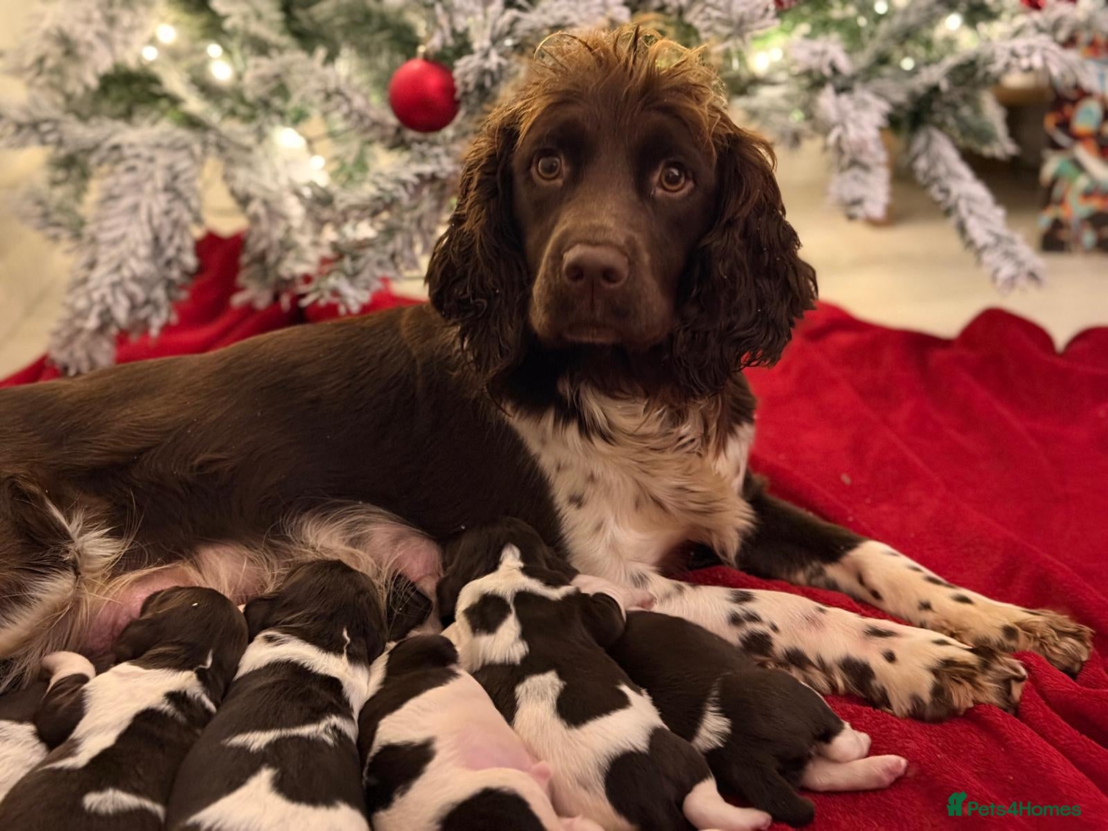 English Springer Spaniel dogs Traditional Kc Reg English Springer Spaniel Pups.. - Advert 1
