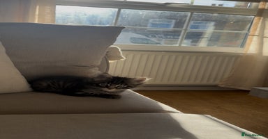 Maine Coon cats - Advert 9