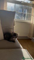 Maine Coon cats - Advert 3