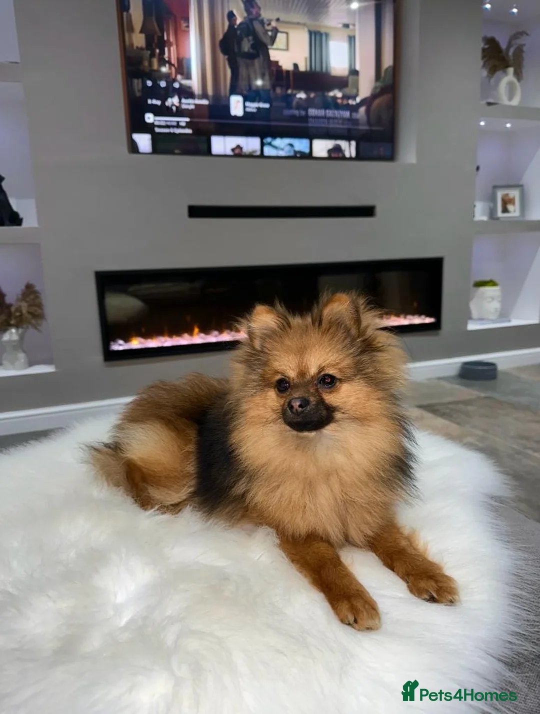 Pomeranian dogs for stud: beautiful Pomeranian boy Norman in Shildon - Advert 5