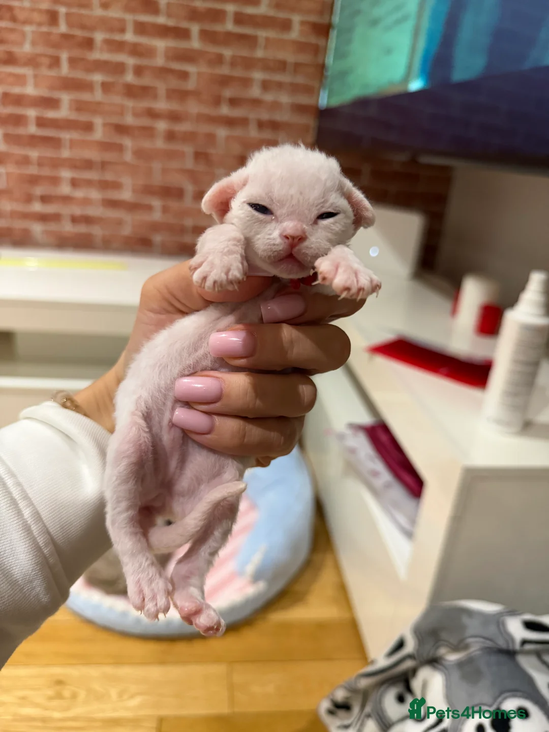 Devon Rex cats for sale: 🐾Adorable Devon Rex Kittens 🐾🌸 - Advert 15