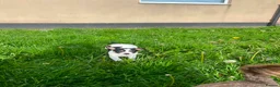 Jack Russell dogs for sale: Beautiful Jack Russell Girls Available  - Advert 9