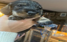 Dachshund dogs for sale: Kc Standard Wire Haired Dachshund Puppies - Image 11