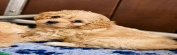 Cavachon dogs for sale: ✨️LAST STUNNING H/TESTED CREAM F1 CAVACHON BITCH✨️ - Advert 12