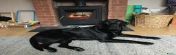 Labrador Retriever dogs for stud: Five Gen Pedigree Labrador for Stud - Advert 6