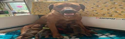 Rhodesian Ridgeback dogs for sale: 5 Star Council Registered Breeder M022667 - Advert 14