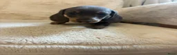 Miniature Dachshund dogs for sale: Miniature dachshund puppies  - Advert 6