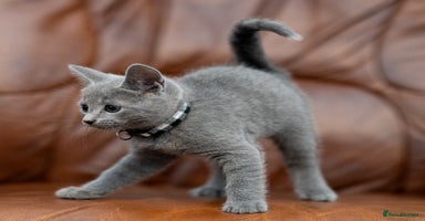 Russian Blue cats - Advert 14