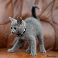 Russian Blue cats - Advert 3