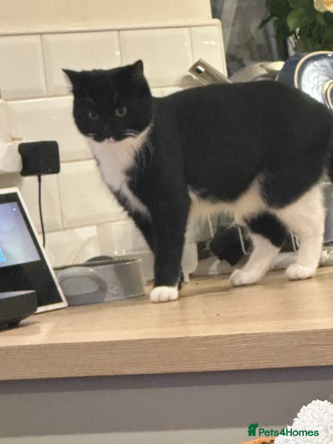 Mixed Breed cats for sale: 2x male kittens for sale. - Advert 5