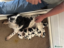 Sprocker dogs - Advert 11