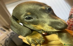 Dachshund dogs for sale: 5 beautiful miniature short haired dachshunds - Image 32
